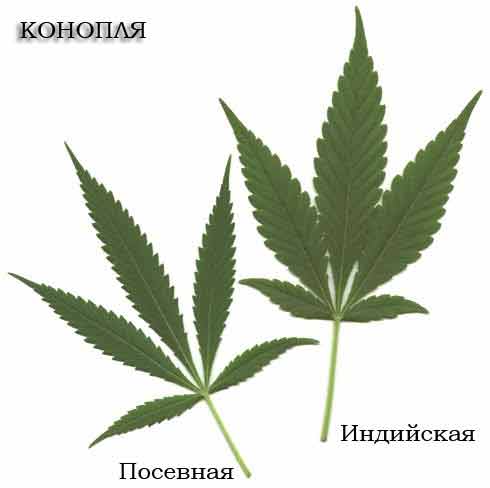 Конопля Cannabis листья Конопля Cannabis листья