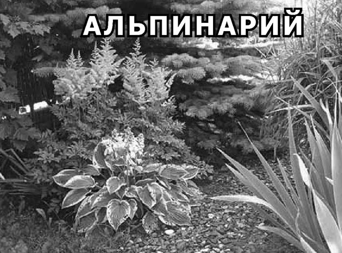 Альпинарий что это такое и как это сделать Альпинарий что это такое и как это сделать