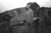 Click to view 1943_yyyy_tiger_gfvc_4154-1_t1.jpg