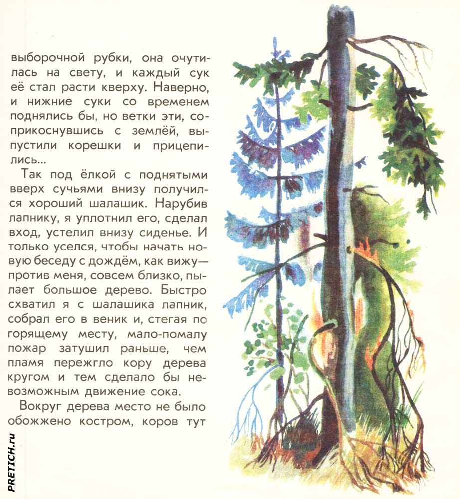книга Пришвина Лесной хозяин, картинки в книжке книга Пришвина Лесной хозяин, картинки в книжке