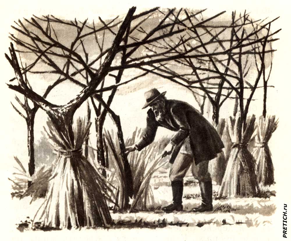 Яблони Лев Толстой, А. Лопатин иллюстрации книжки Яблони Лев Толстой, А. Лопатин иллюстрации книжки